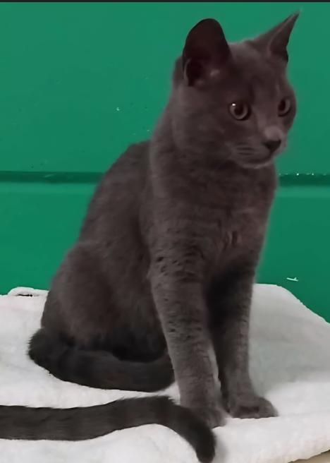 Alfa & Beta simil certosini Foto 5